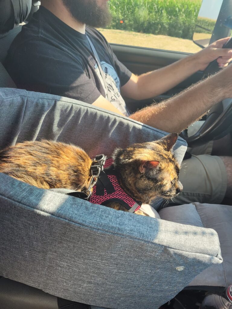Photo of cat in car seat