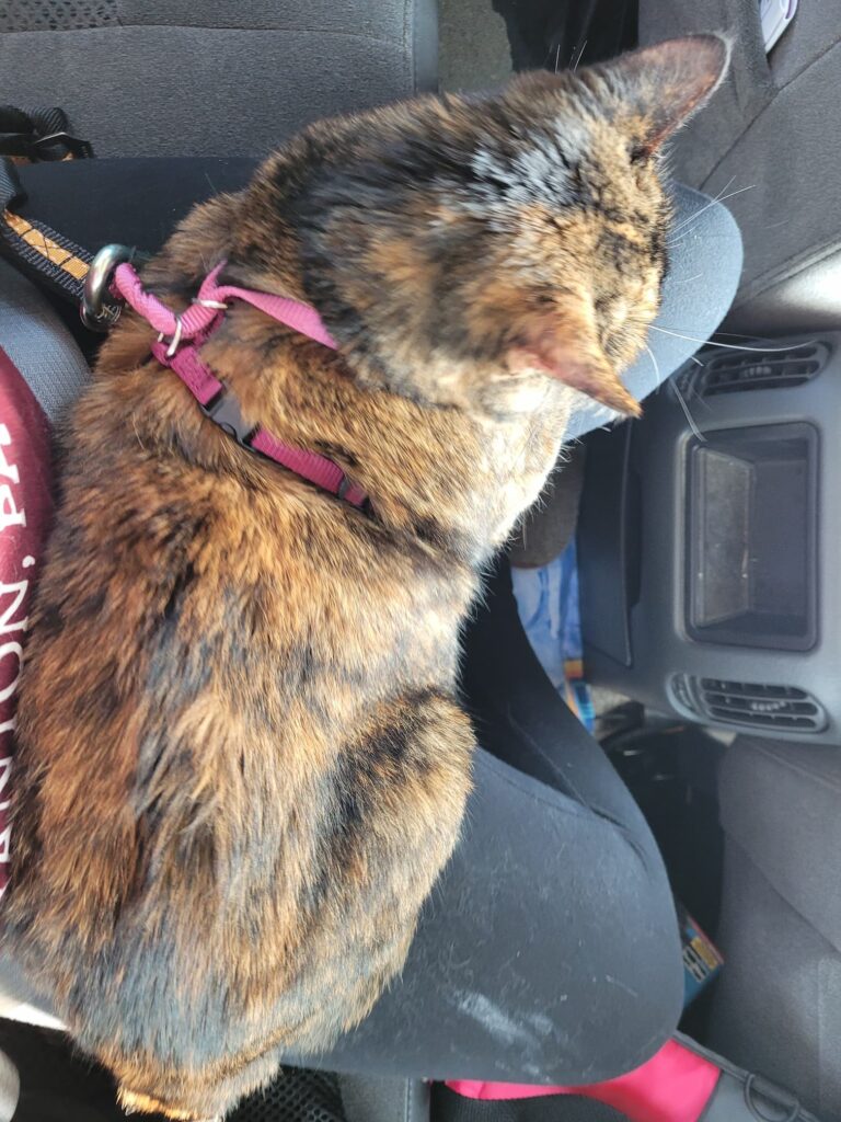 Photo of cat on person's lap in a truck