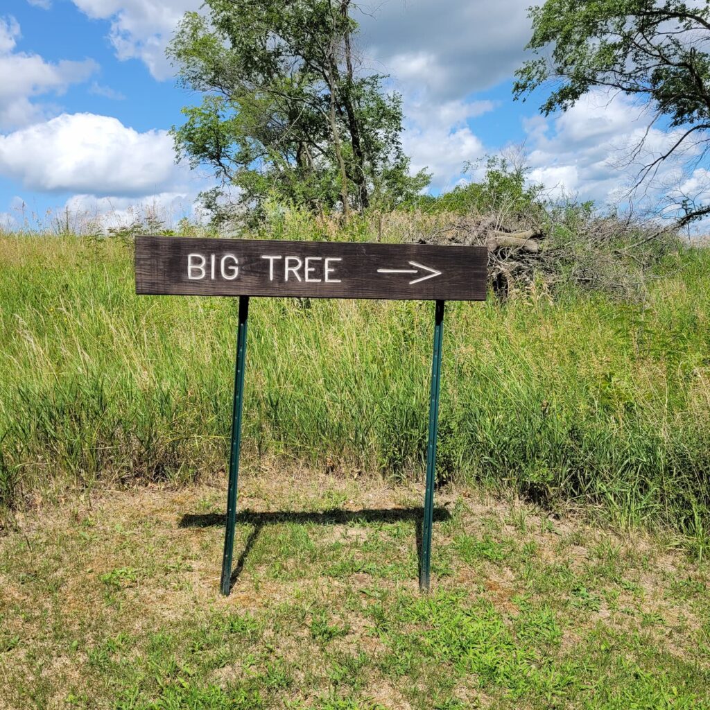 Sign for Illinois Big Tree