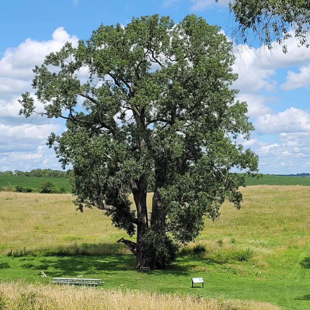 Illinois's largest tree