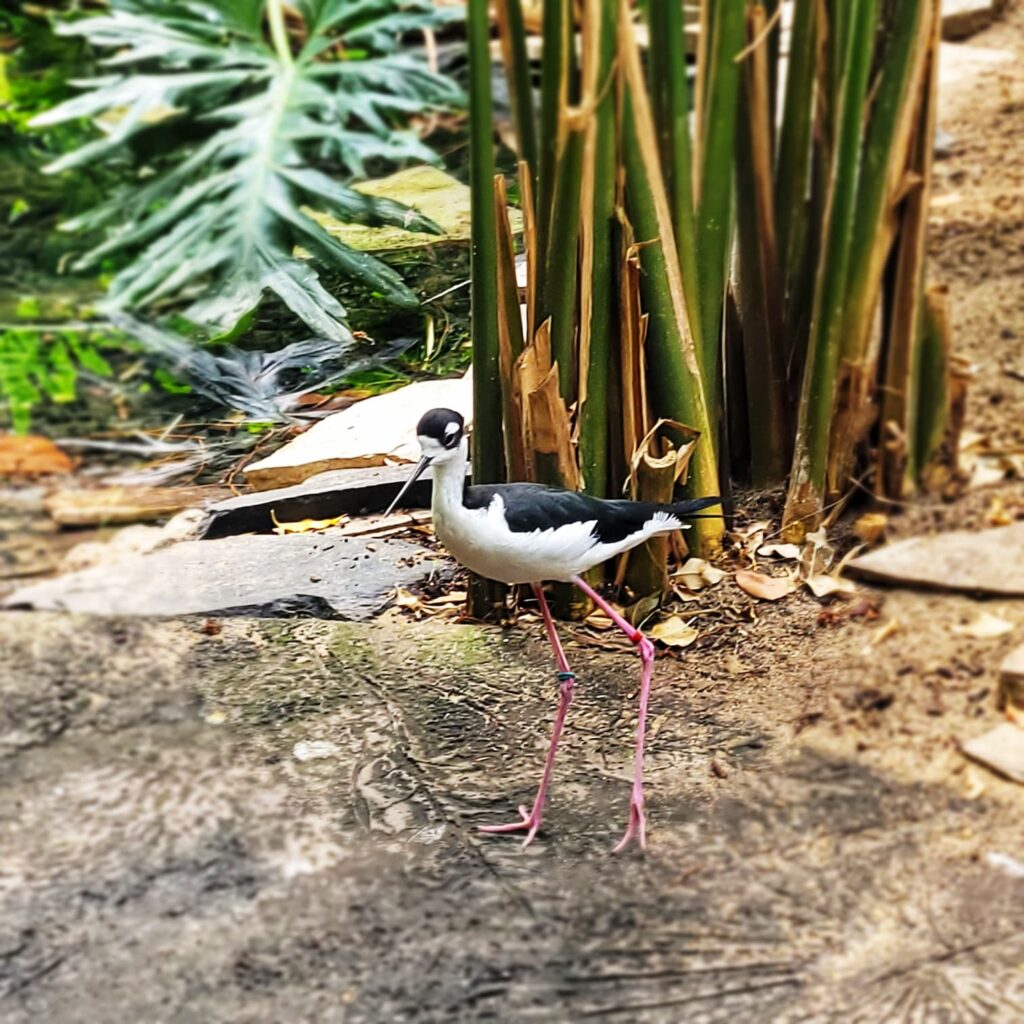 Photo of bird at Miller Park Zoo