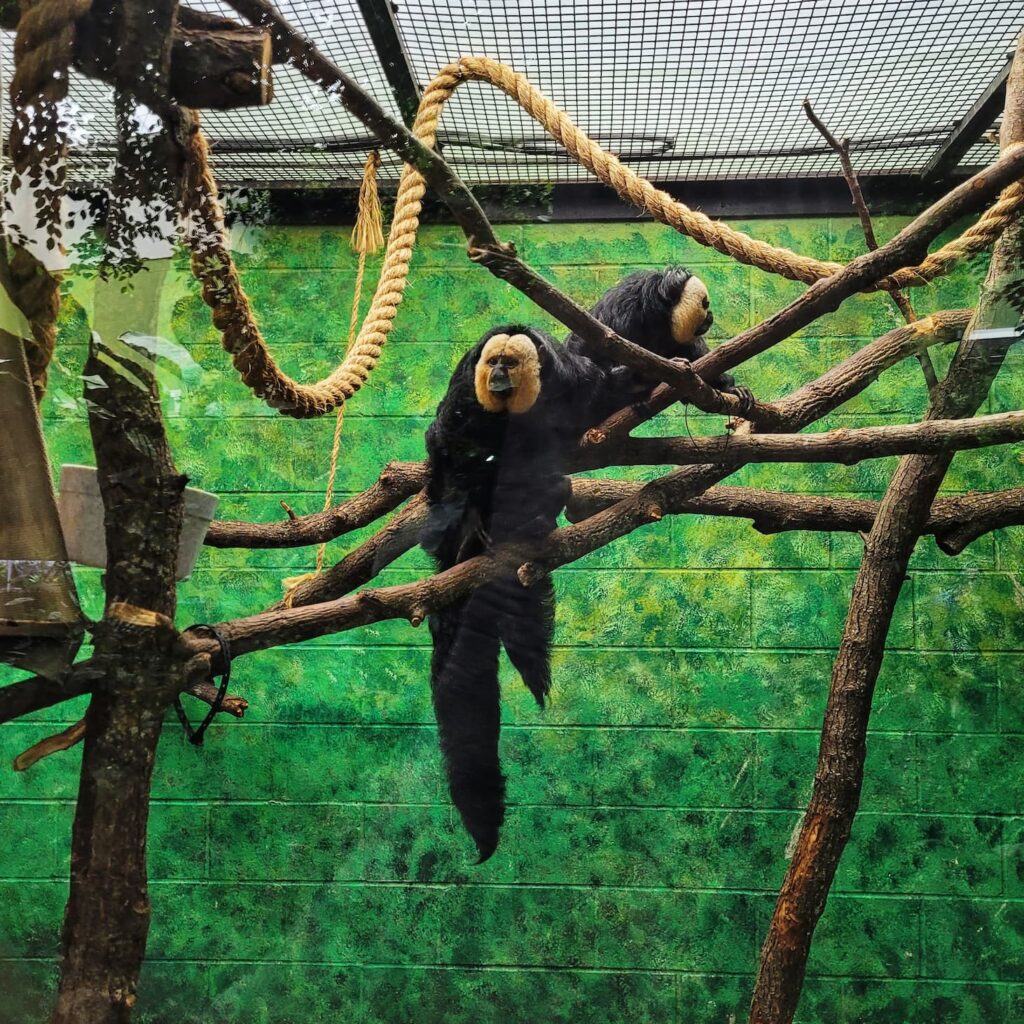 Photo of monkeys at Miller Park zoo