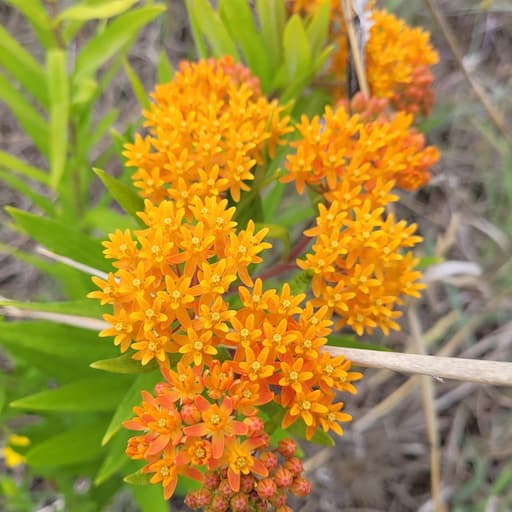 Butterfly milkweed at Ayers sand prairie