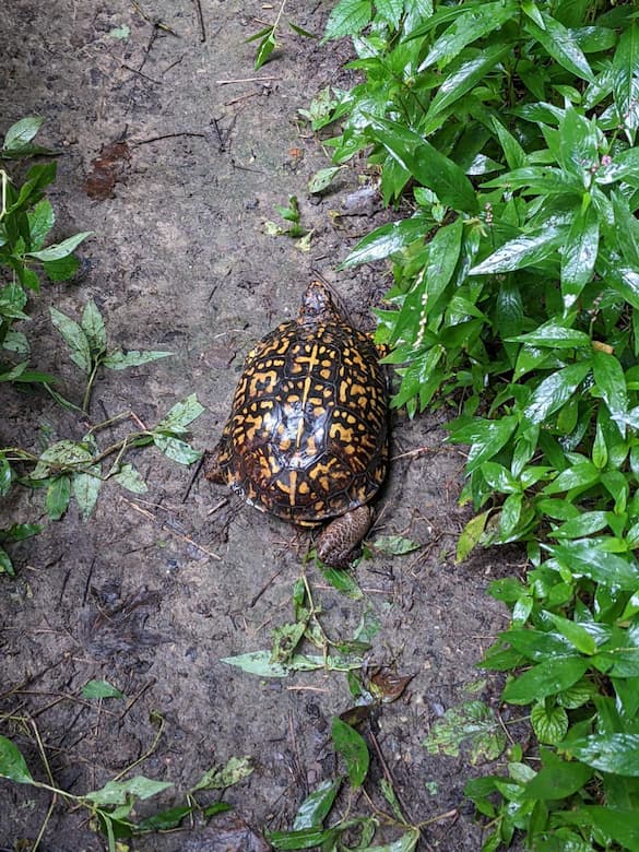 Box turtle at Forest Glen Preserve