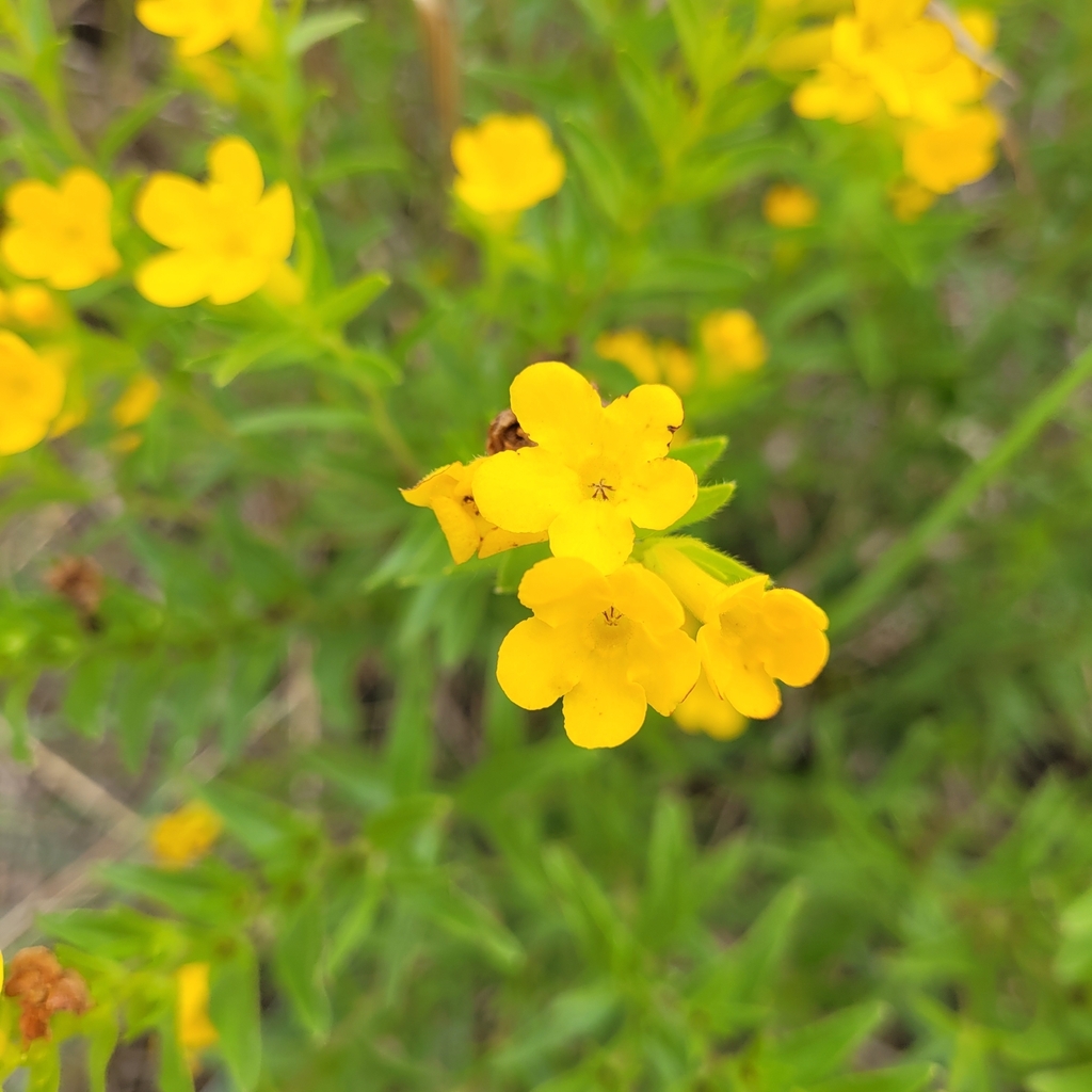 Hoary Puccoon at Ayers Sand Prairie