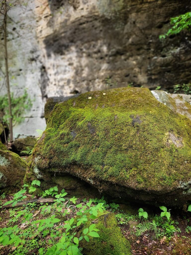 photo of mossy rock