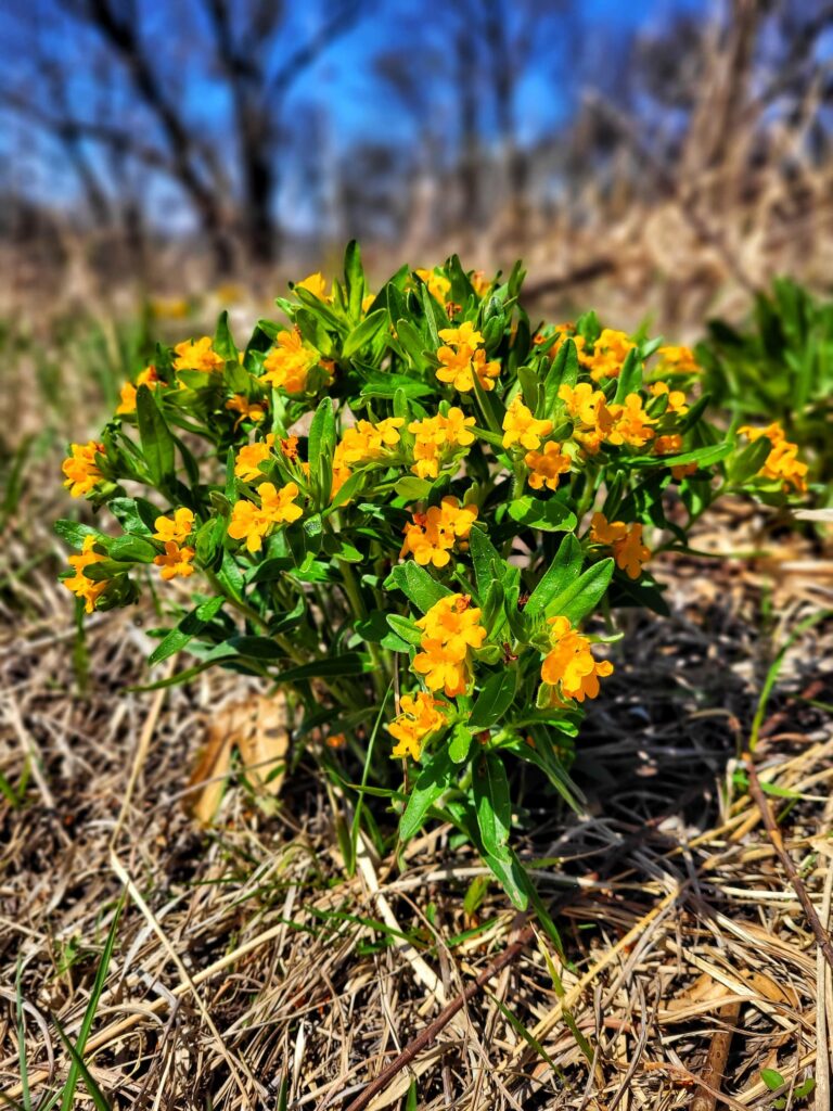 photo of hoary puccoon plant