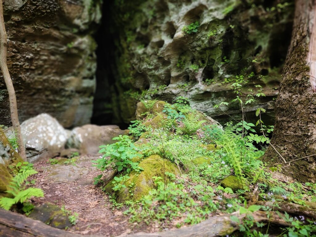 Photo of rocks and plants at Ferne Clyffe State Park