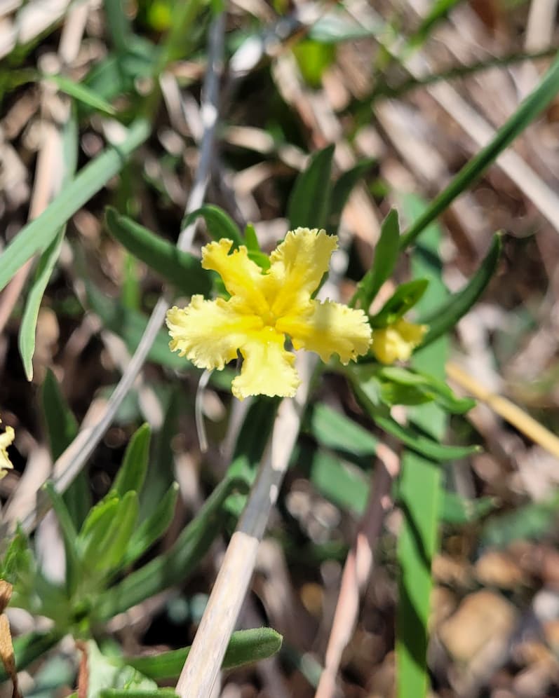 photo of narrowleaf puccoon plant