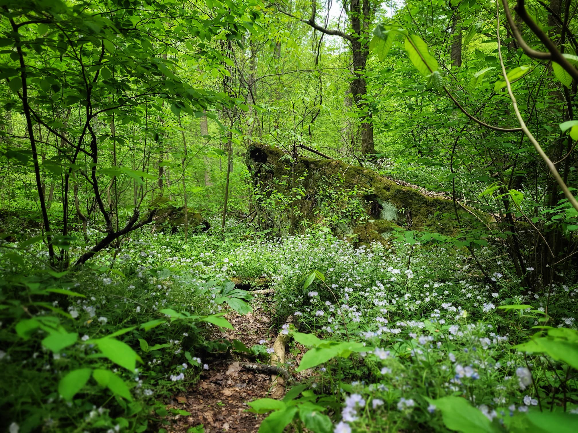 photo of ferne clyffe state park