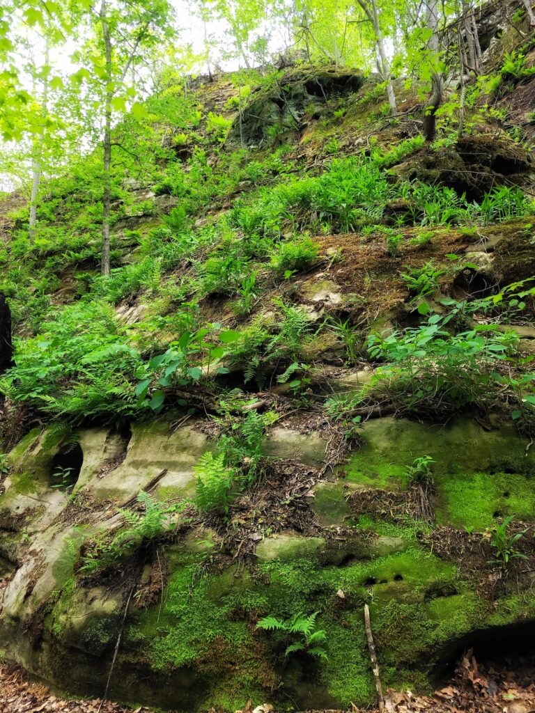 Photo of rock with ferns at Round Bluff Nature Preserve