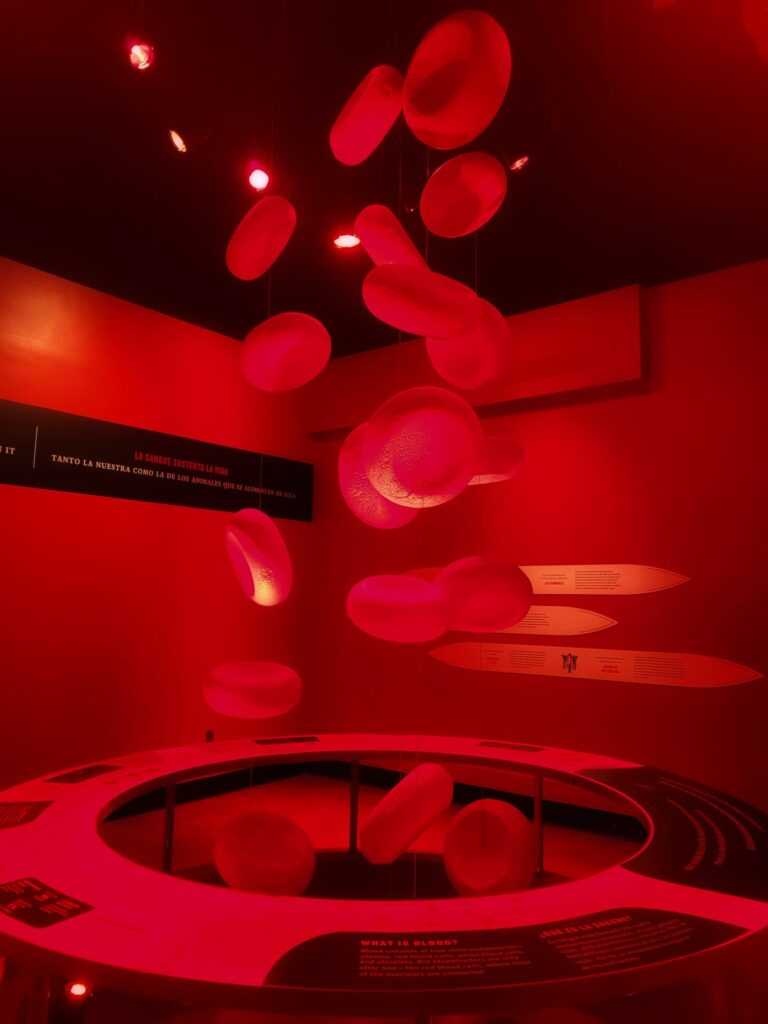 photo of giant model of blood cells
