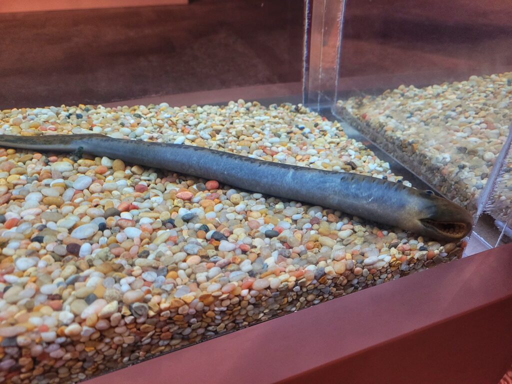 photo of lamprey in an aquarium