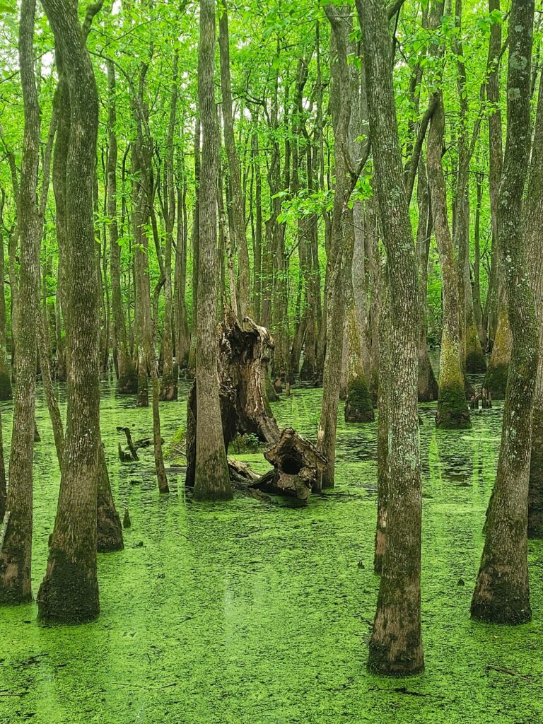 photo of illinois swamp tupelo