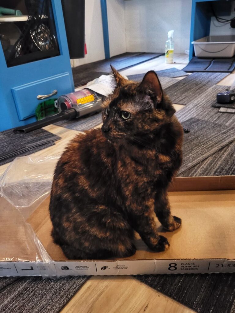 photo of Betsey in a box