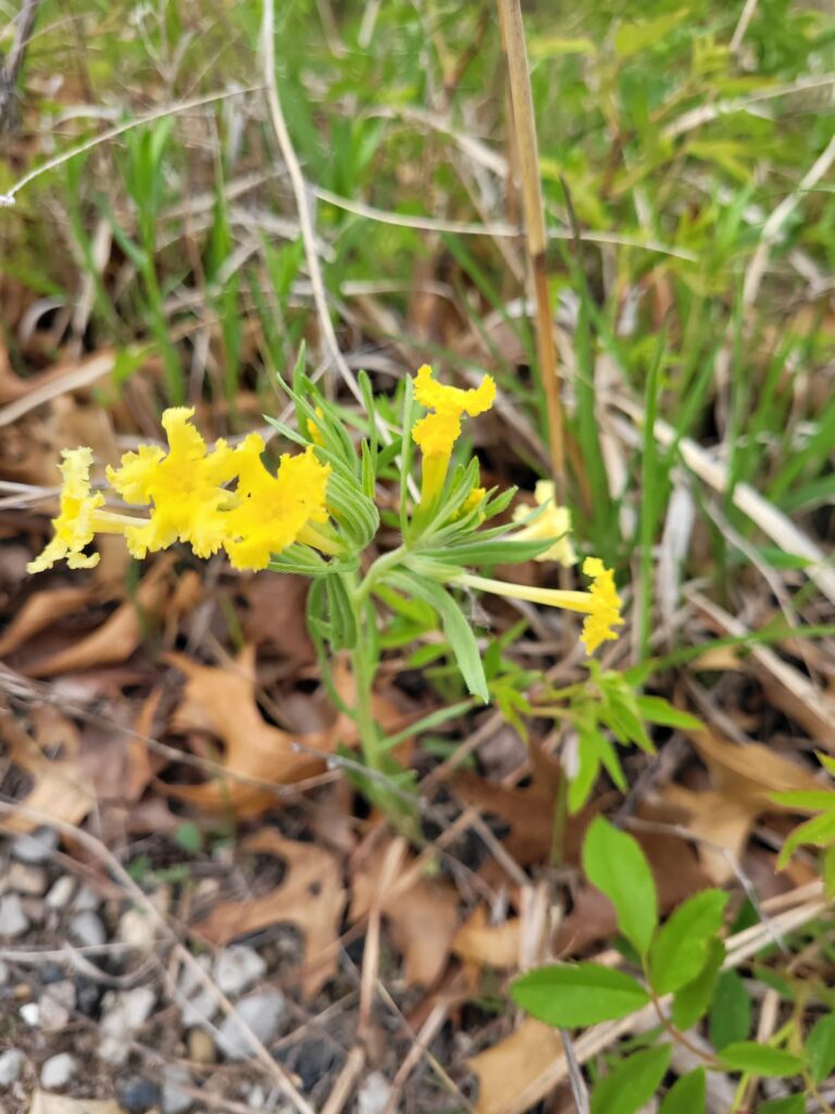 photo of narrow leaved puccoon plant