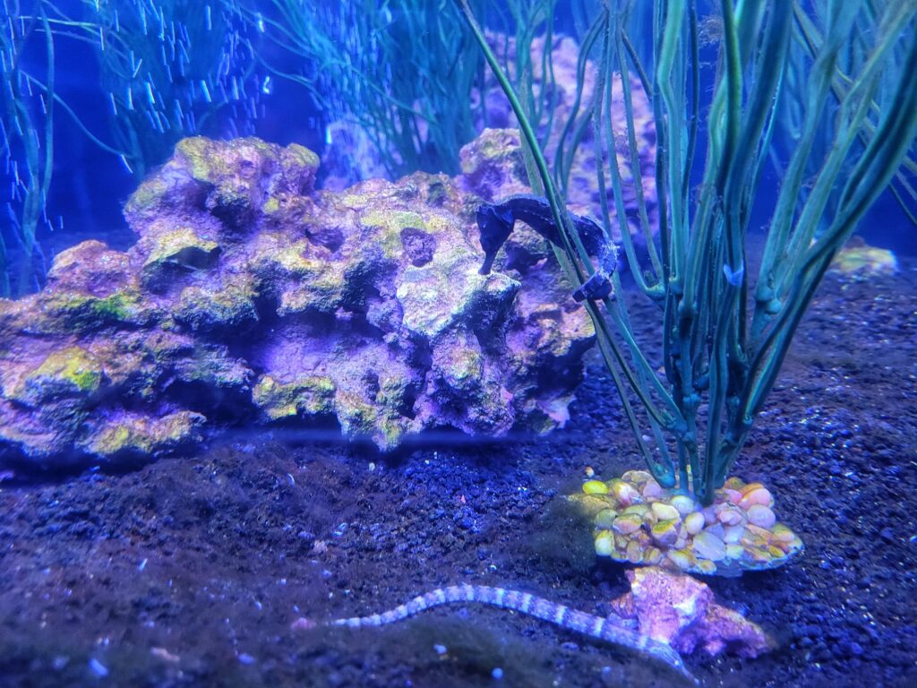 photo of seahorse and eel