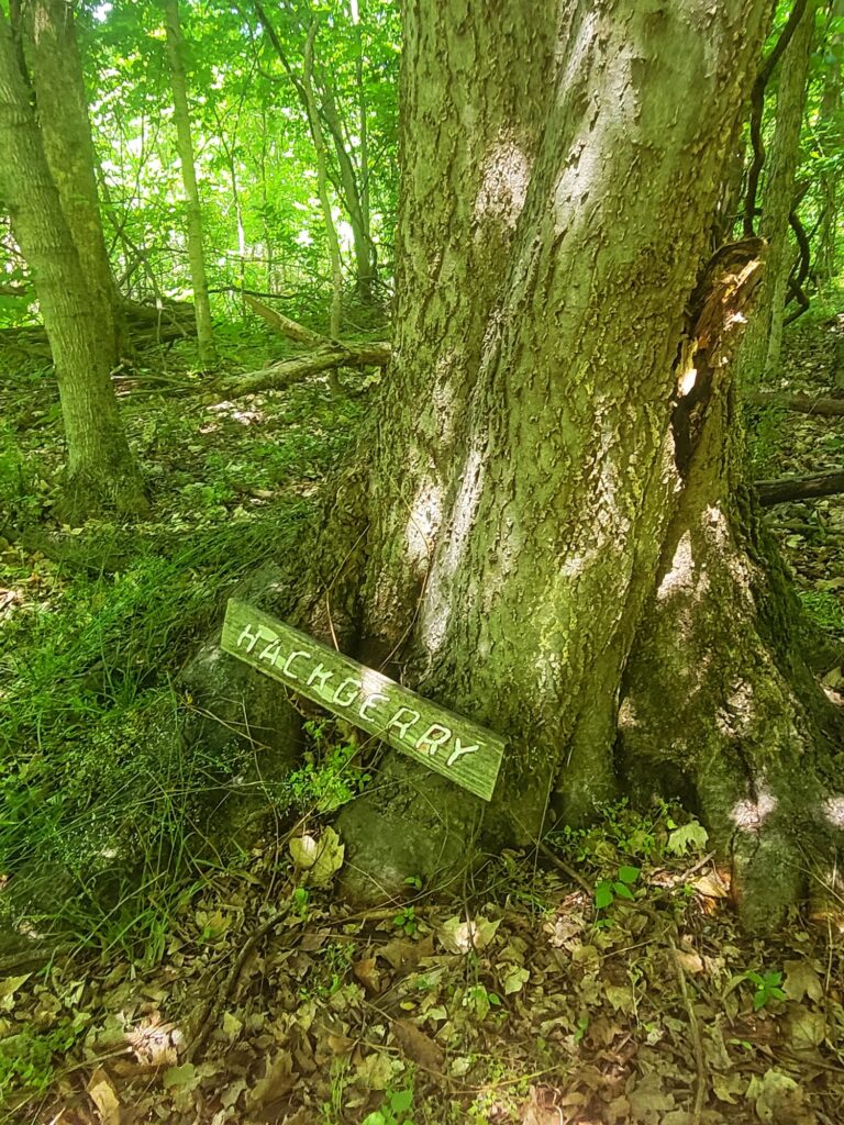 photo of hackberry tree with label