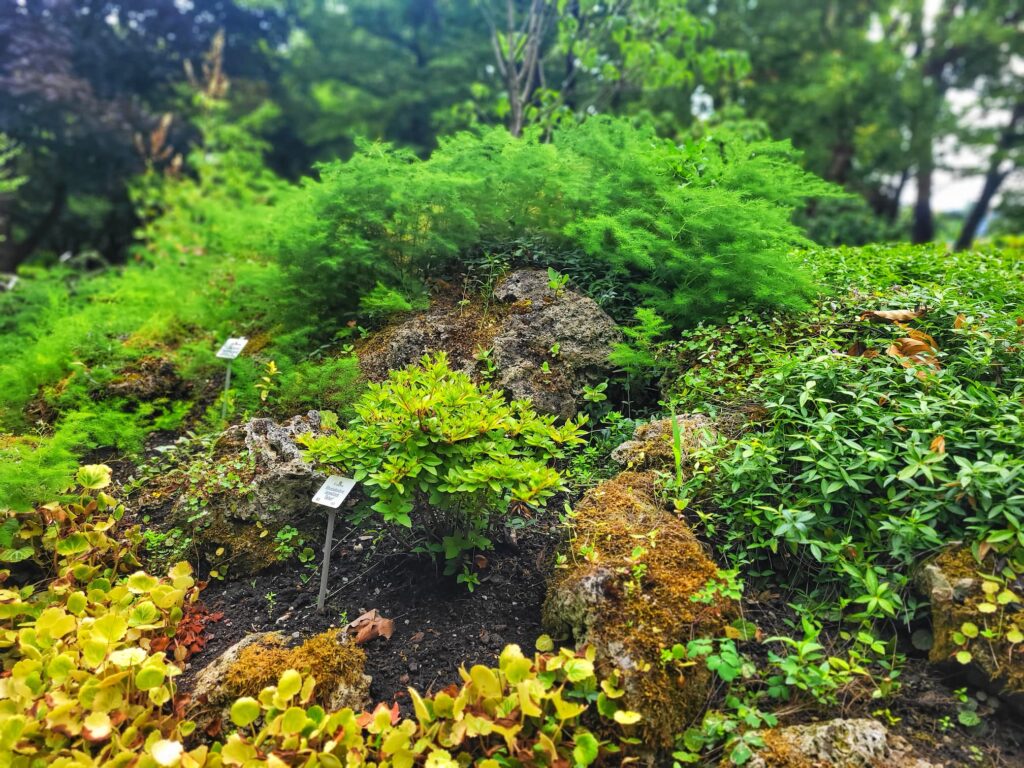 photo of rockery garden