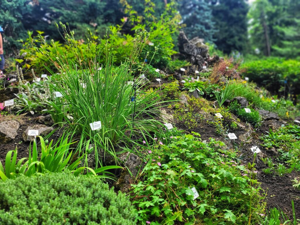 photo of rockery garden