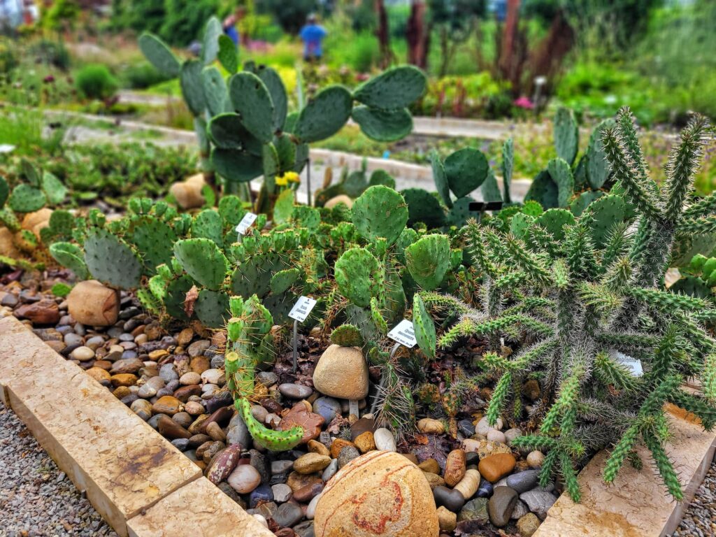 photo of garden full of cacti