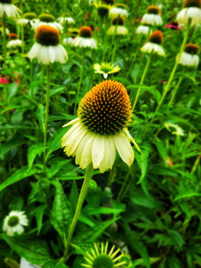 photo of coneflower plant