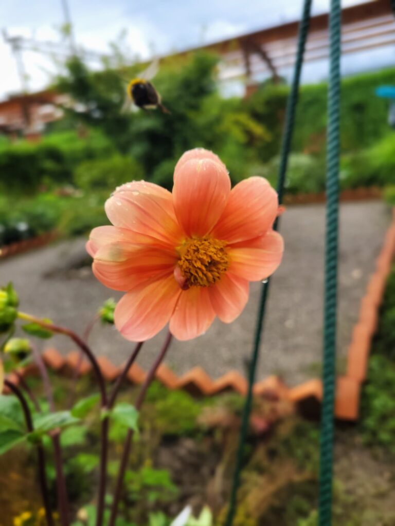 photo of pink dahlia