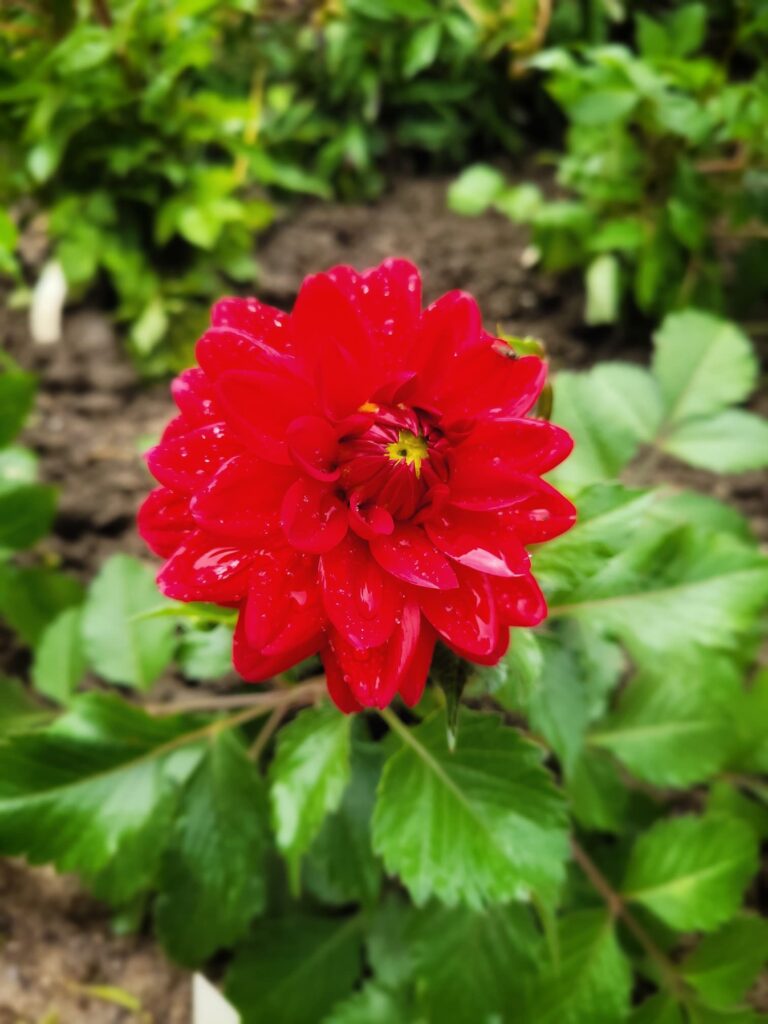 photo of red dahlia