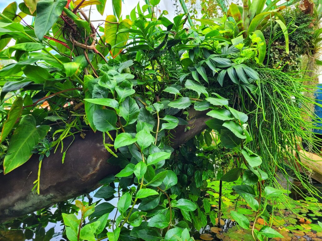 photo of plants growing on a log