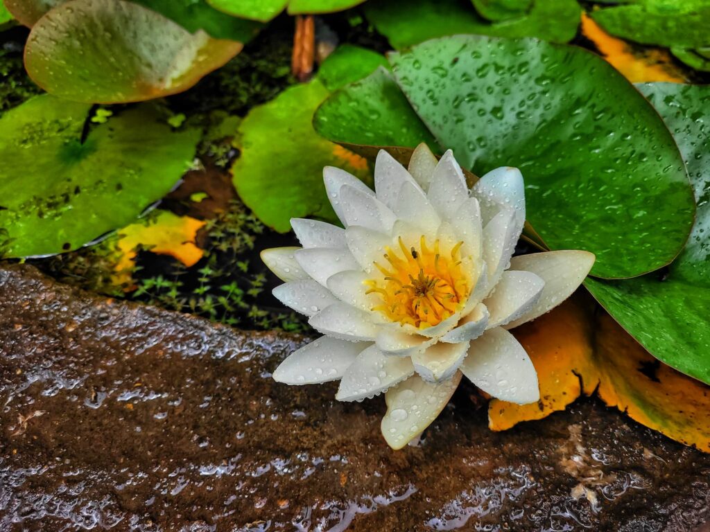 photo of lotus flower