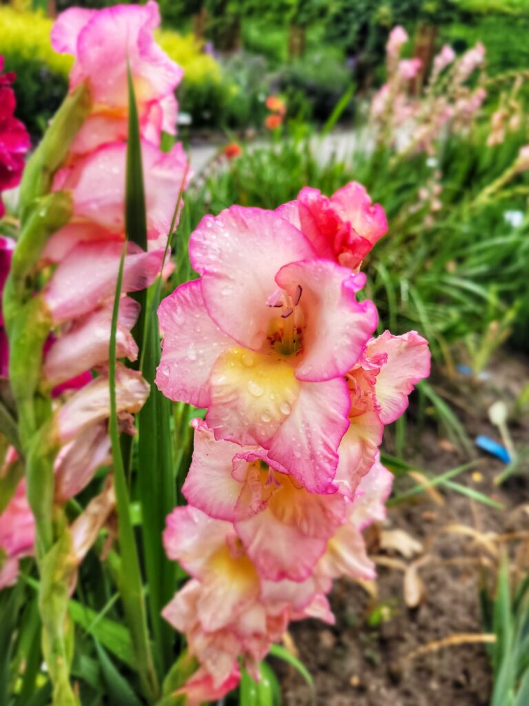 photo of gladiolus flower