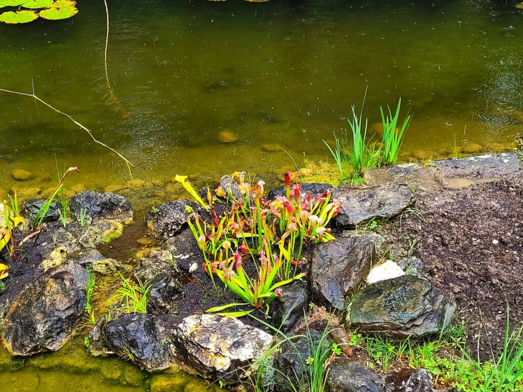 photo of pitcher plants