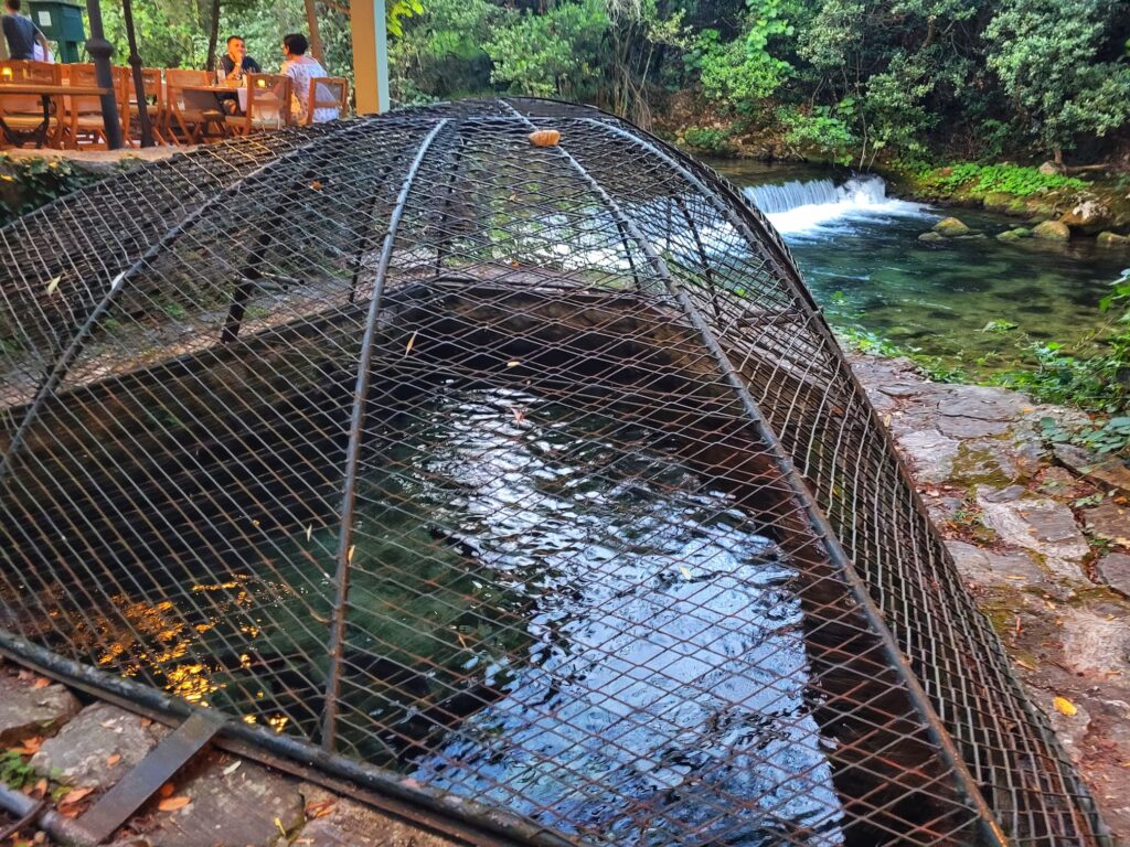 Konavoski Dvori fish pond