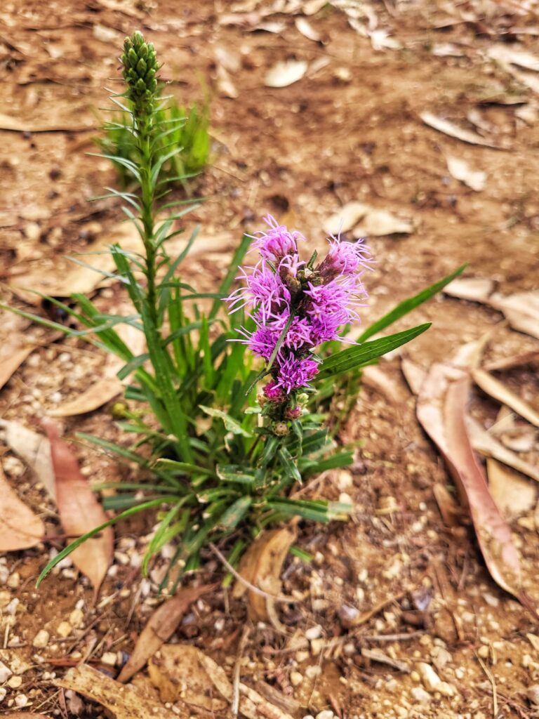 photo of dense blazing star plant