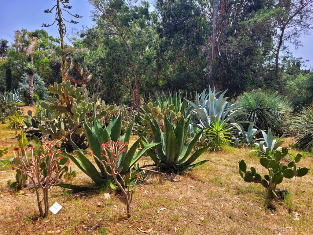 photo of agave plants on Lokrum Island