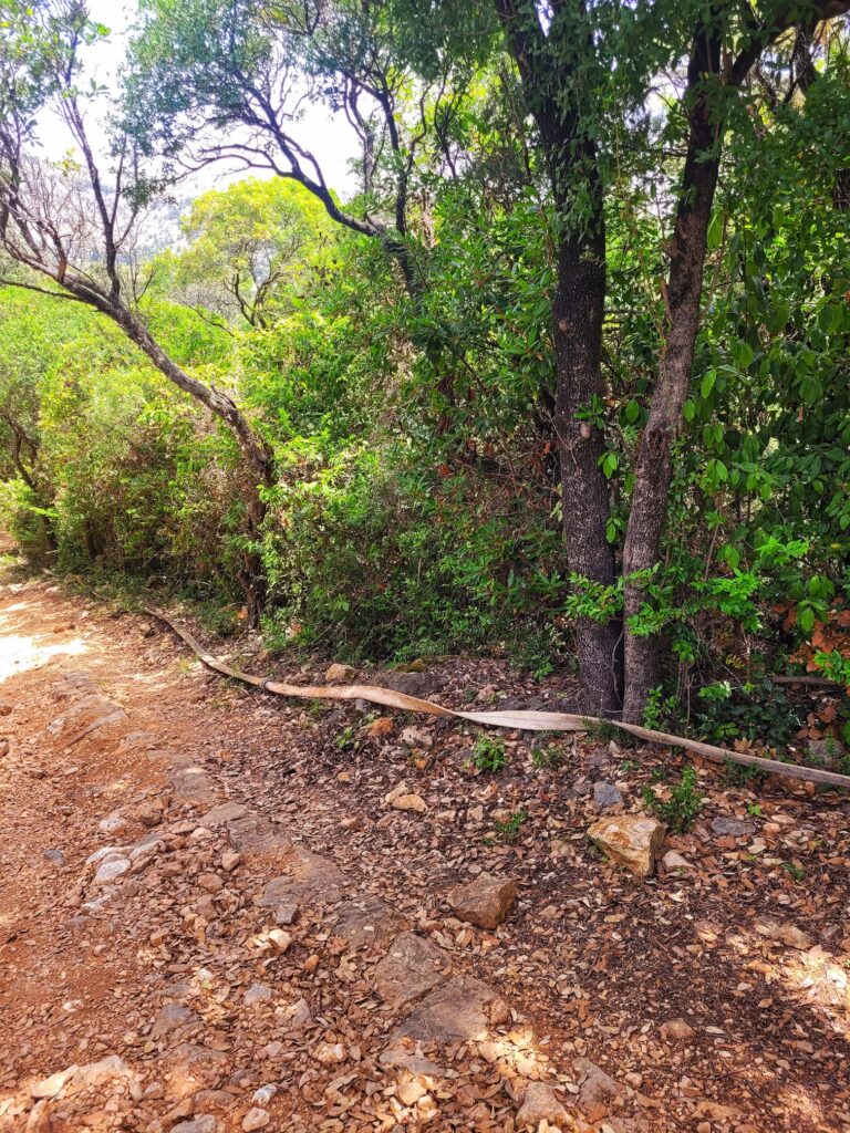 photo of fire hose next to trail