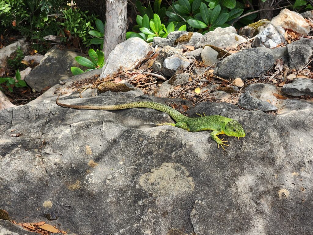 photo of lacerta lizard