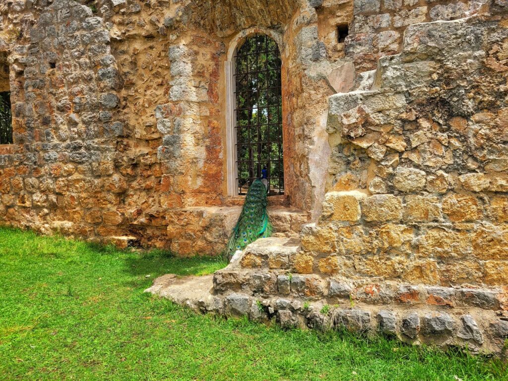 photo of peacock in Lokrum Island monastery