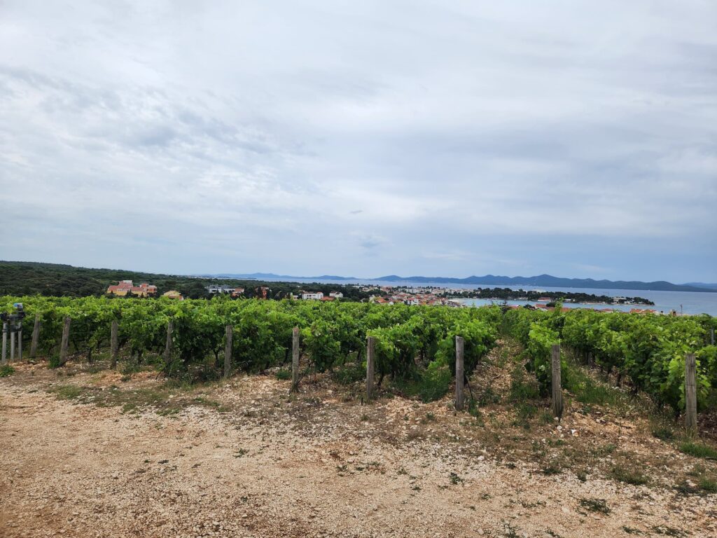 photo of grapevines at kraljevski vineyard