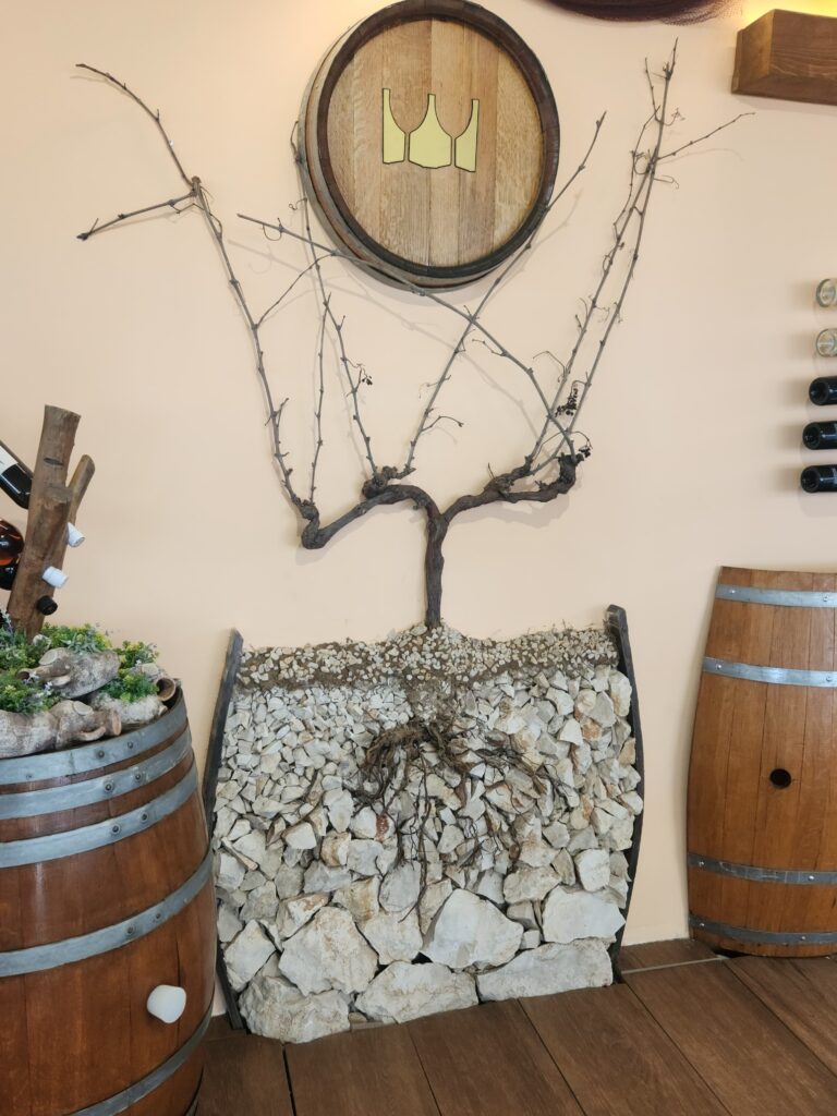 photo of grape vine showing how it's grown in gravel