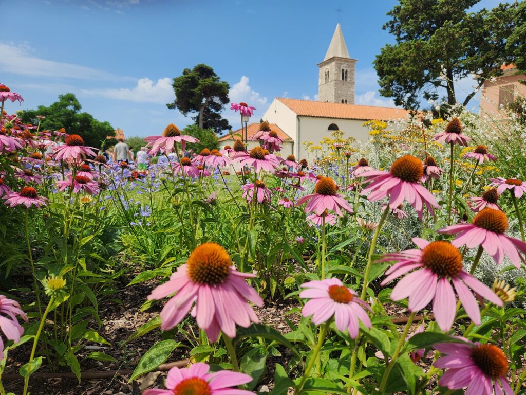 photo of coneflowers in Nin