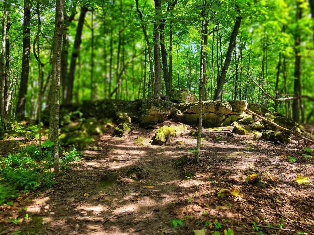 photo of high cliff state park woods