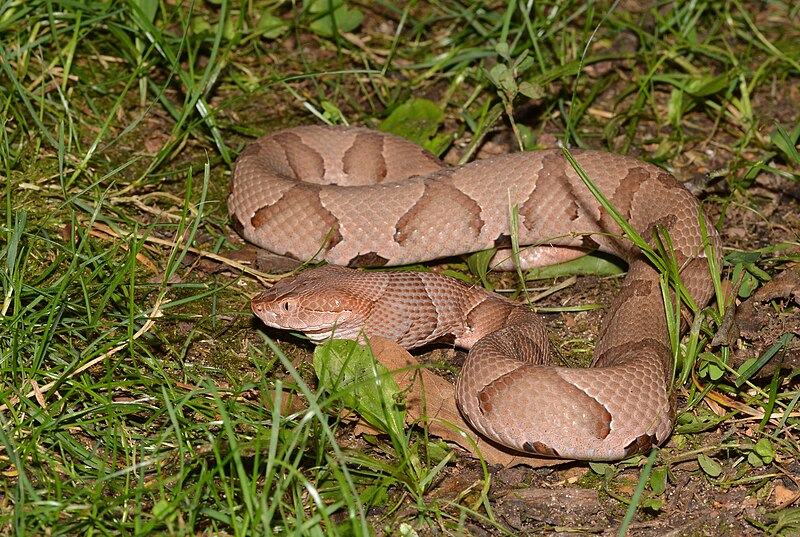 photo of copperhead snake