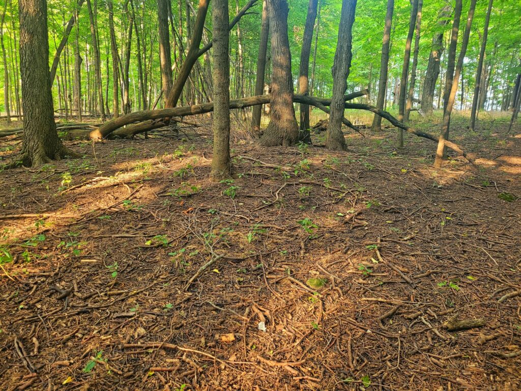 photo of effigy mound at calumet county park