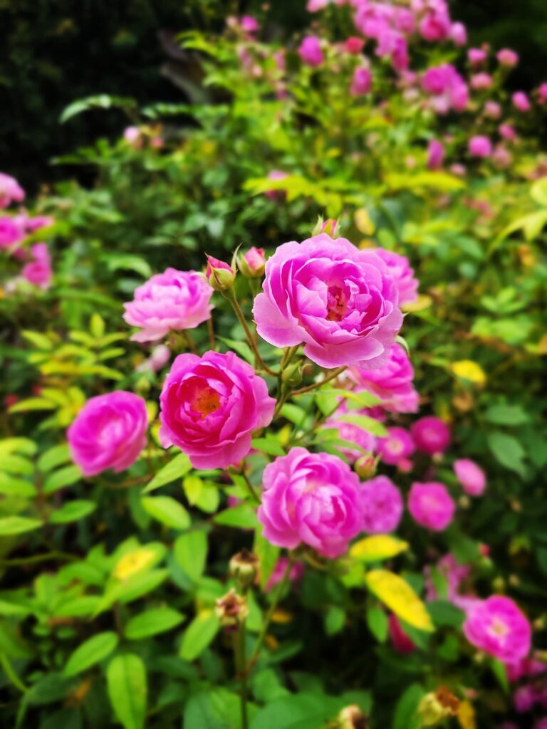 photo of roses