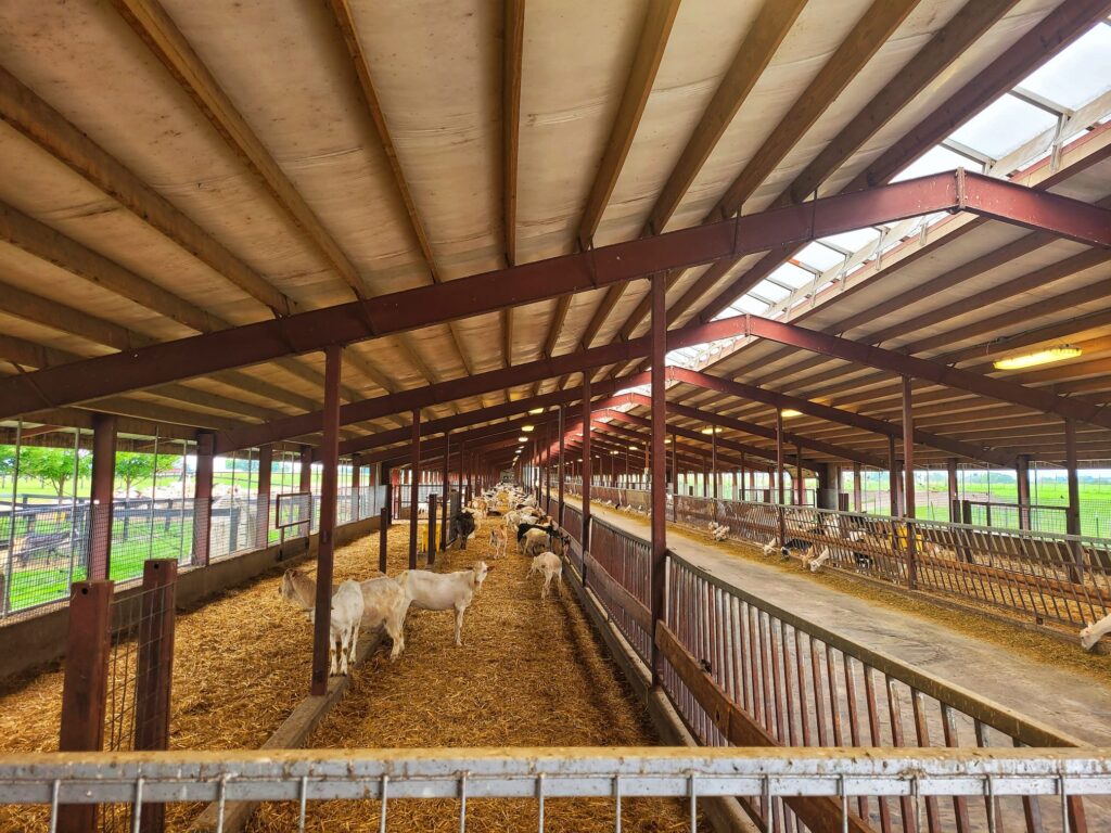 photo of goats at laclare creamery