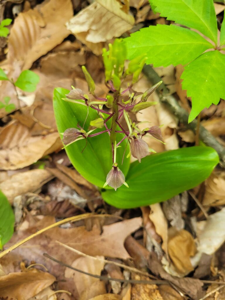 photo of twayblade orchid