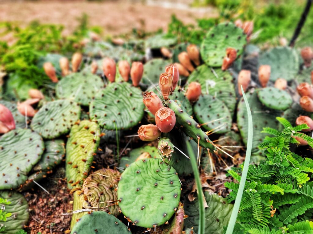 photo of prickly pear cactus