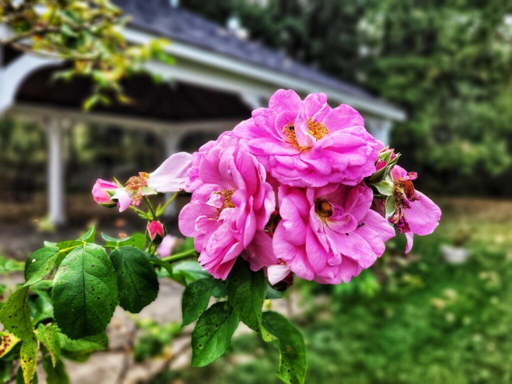 photo of rose at gabis arboretum