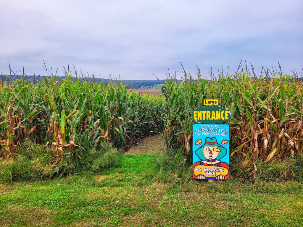 photo of mast farms corn maze